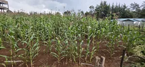 1⁄4 Plots for Sale in Kapseret Wells Eldoret