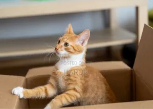 3-6 months Male Purebred Tabby