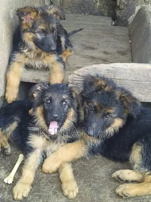 1-3 months Male Purebred German Shepherd