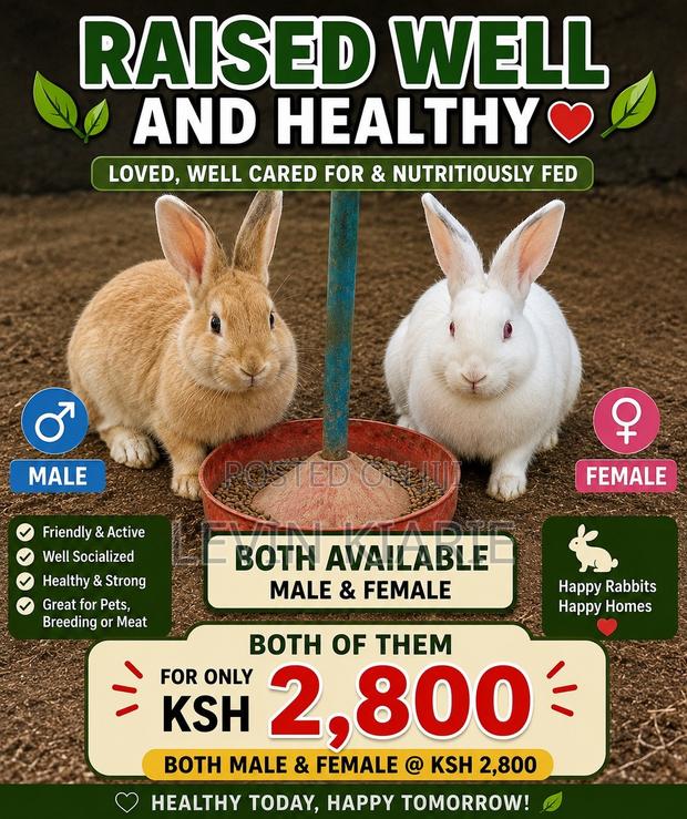 Rabbit Selling as Pair