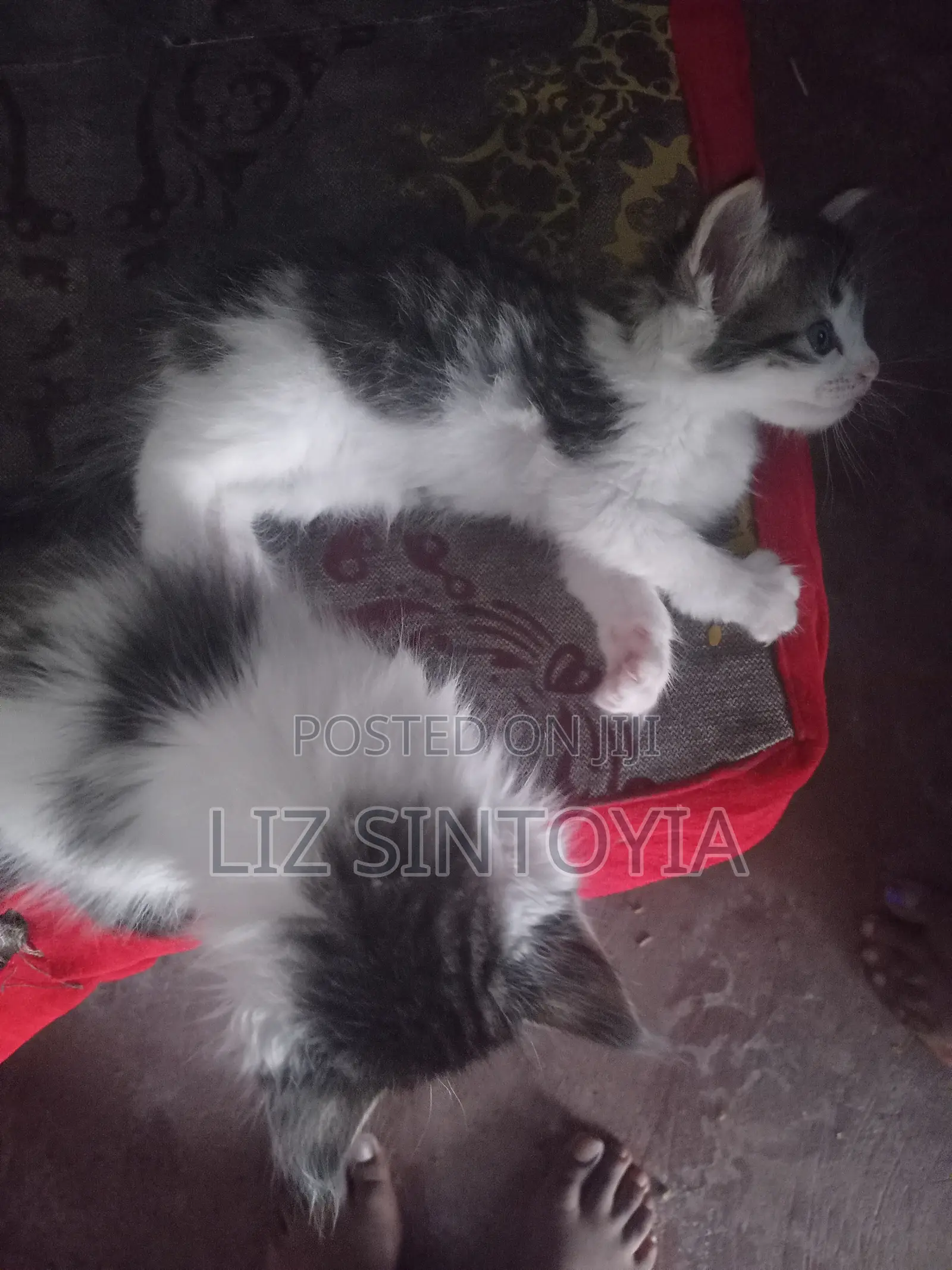 1-3 months Female Mixed Breed Maine Coon