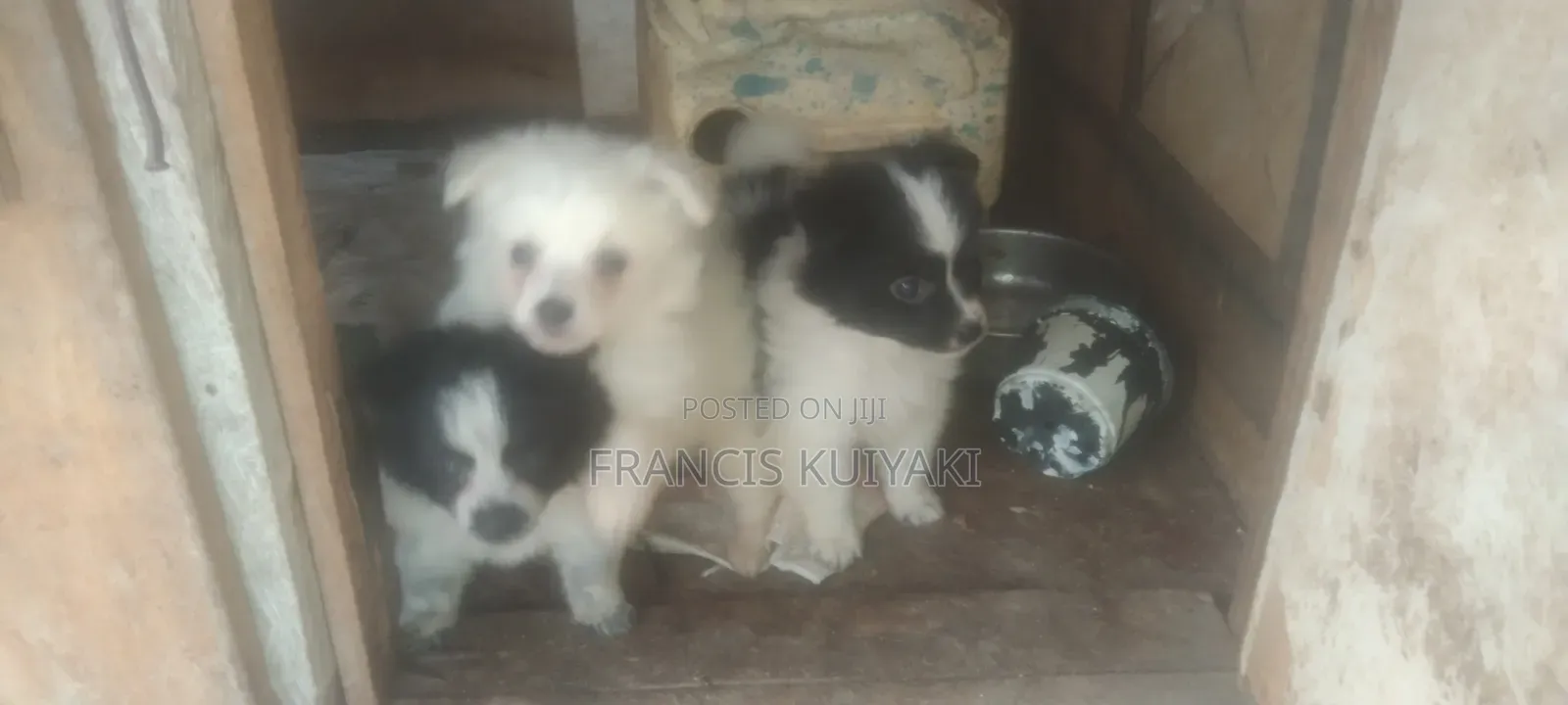1-3 months Male Purebred Japanese Spitz