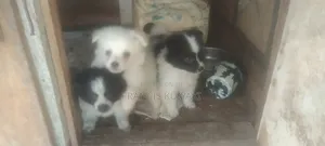 1-3 months Male Purebred Japanese Spitz