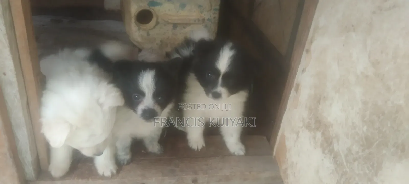 1-3 months Male Purebred Japanese Spitz