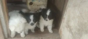 1-3 months Male Purebred Japanese Spitz