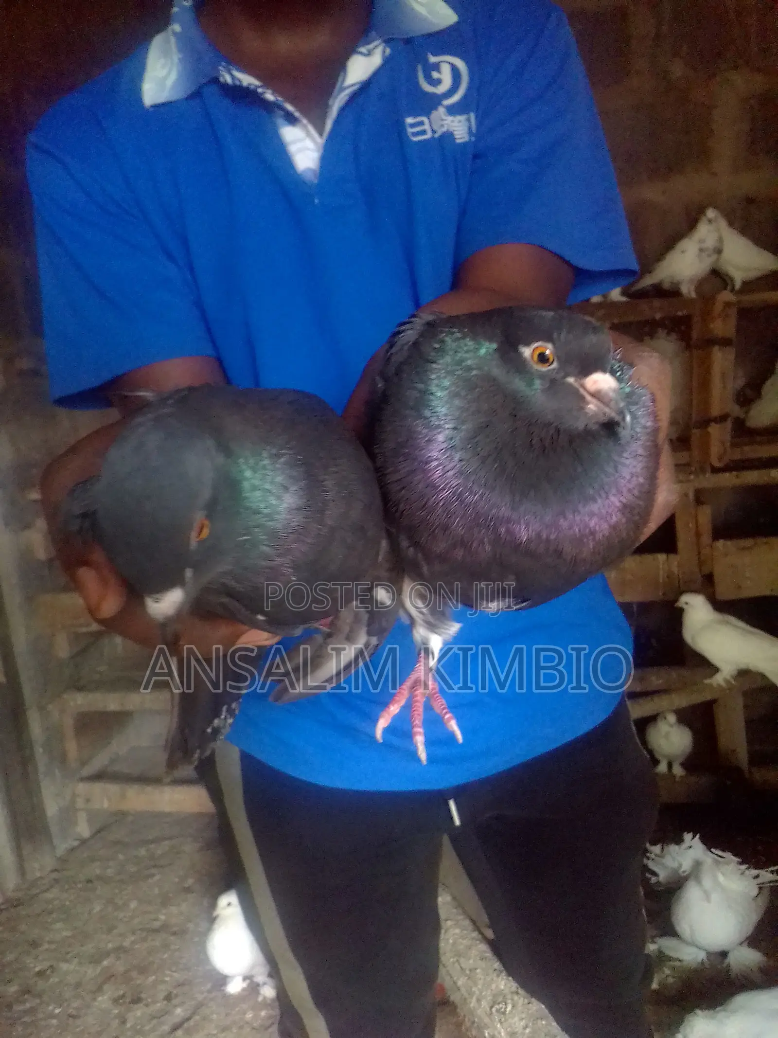 Local Doves