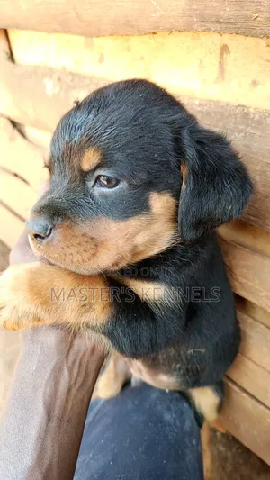 1-3 months Male Purebred Rottweiler