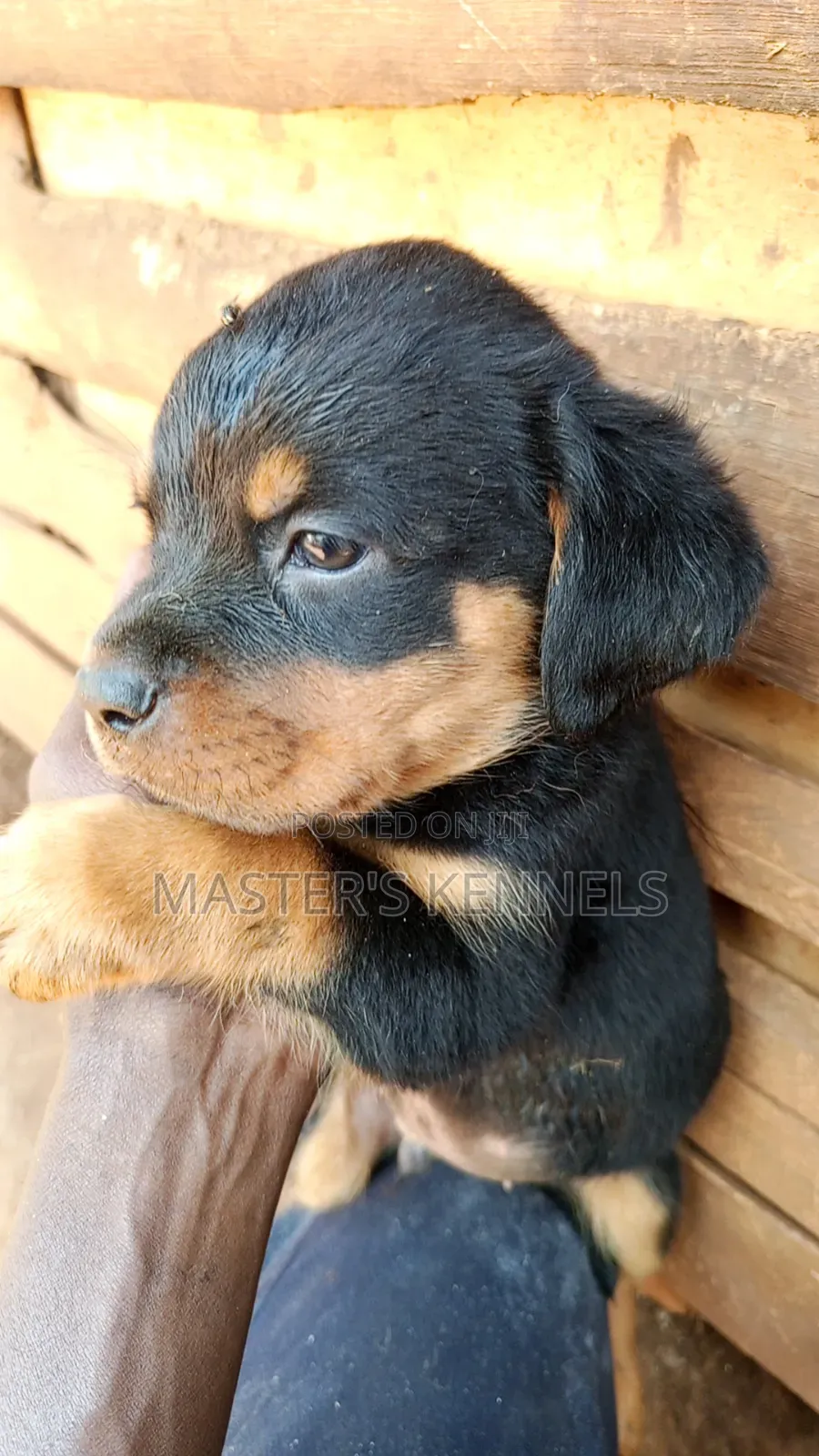 1-3 months Male Purebred Rottweiler