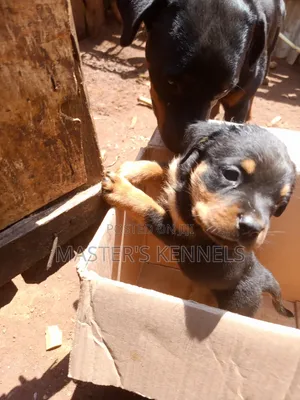 1-3 months Male Purebred Rottweiler