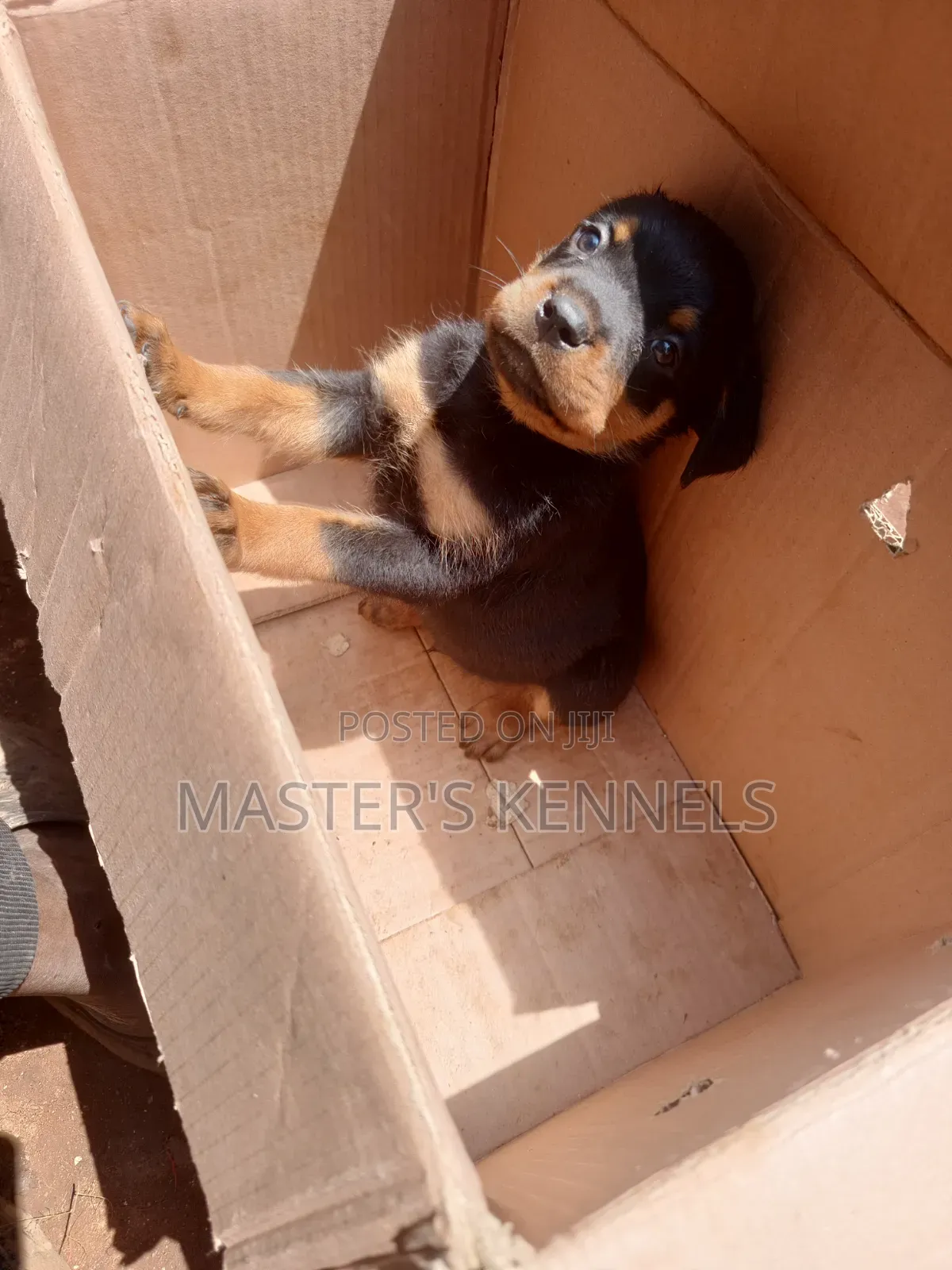 1-3 months Male Purebred Rottweiler