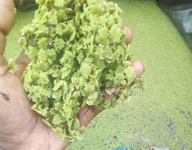 Azolla Feeds - thumbnail 3
