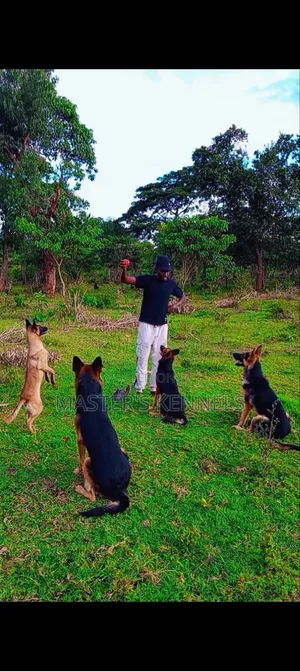 Professional Dog Training