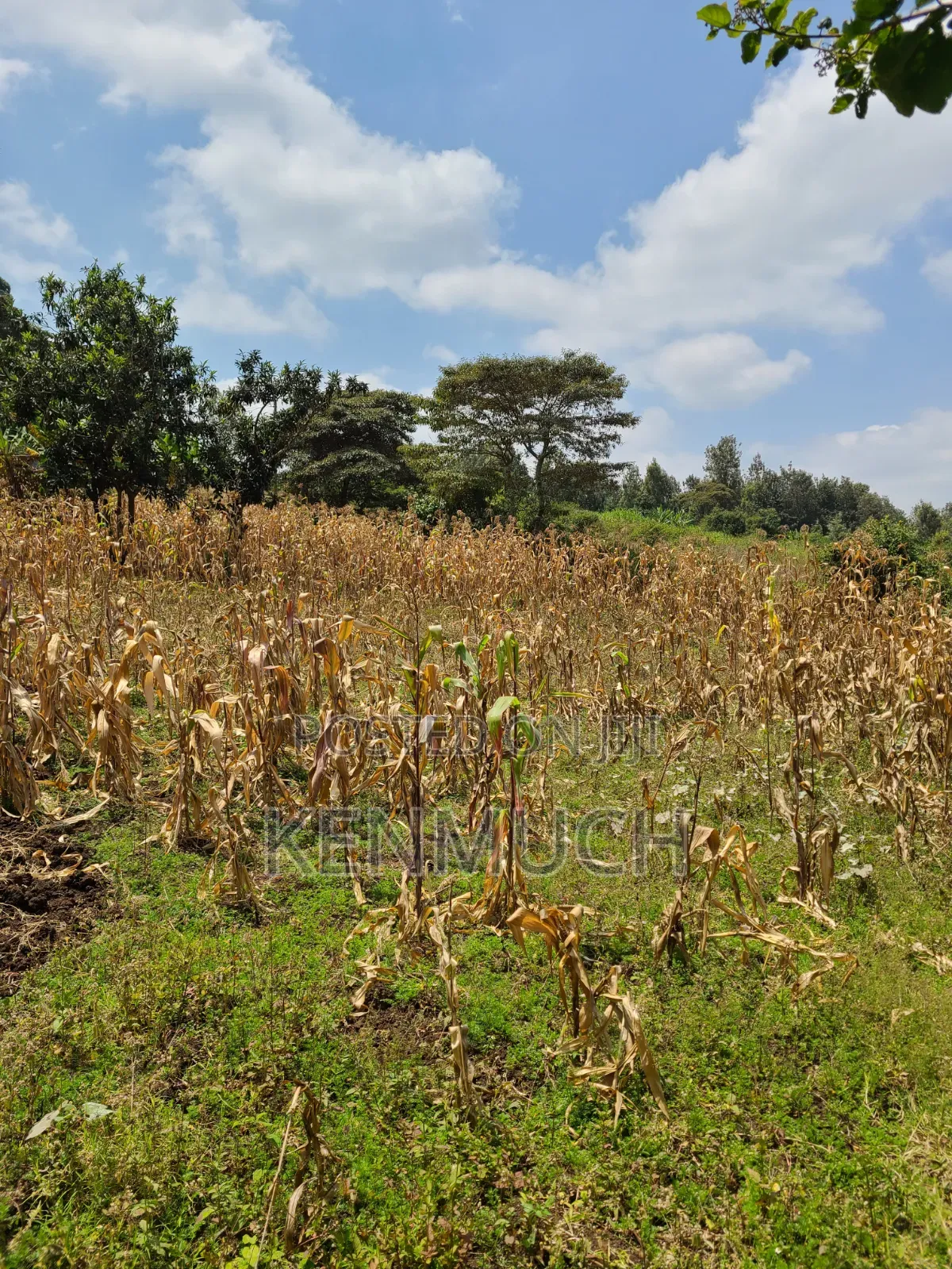 1/2 Acre Matasia,Kajiado (Barabara Mpya) (With Title Deed)