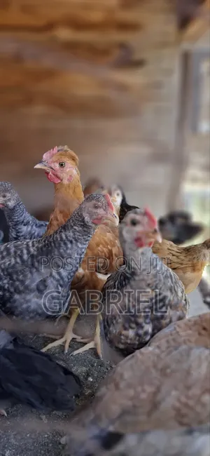Chicks Available Kenbro