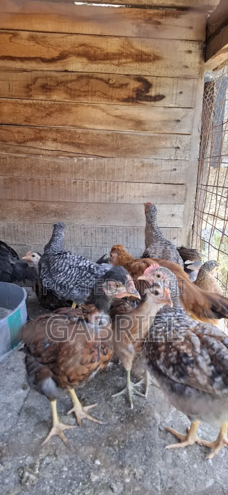 Chicks Available Kenbro