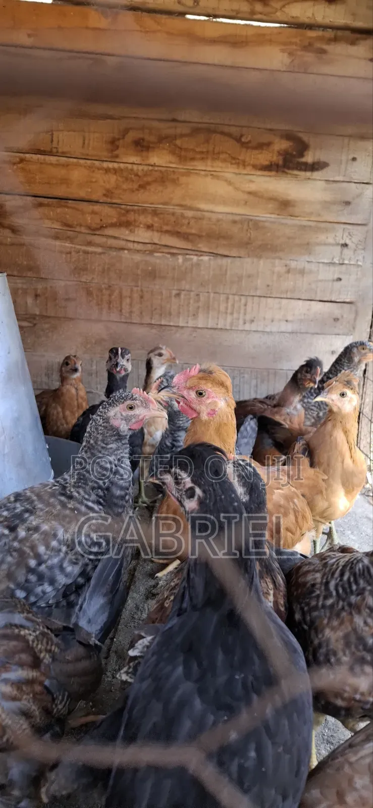 Chicks Available Kenbro