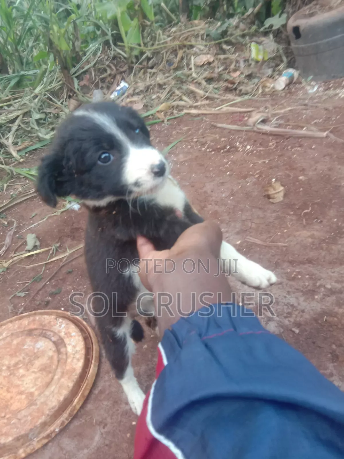 3-6 months Female Purebred Border Collie