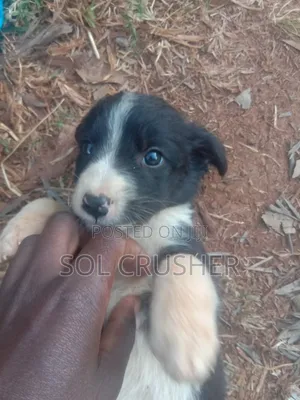 3-6 months Female Purebred Border Collie