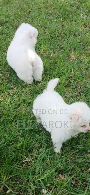 1-3 months Male Purebred Japanese Spitz
