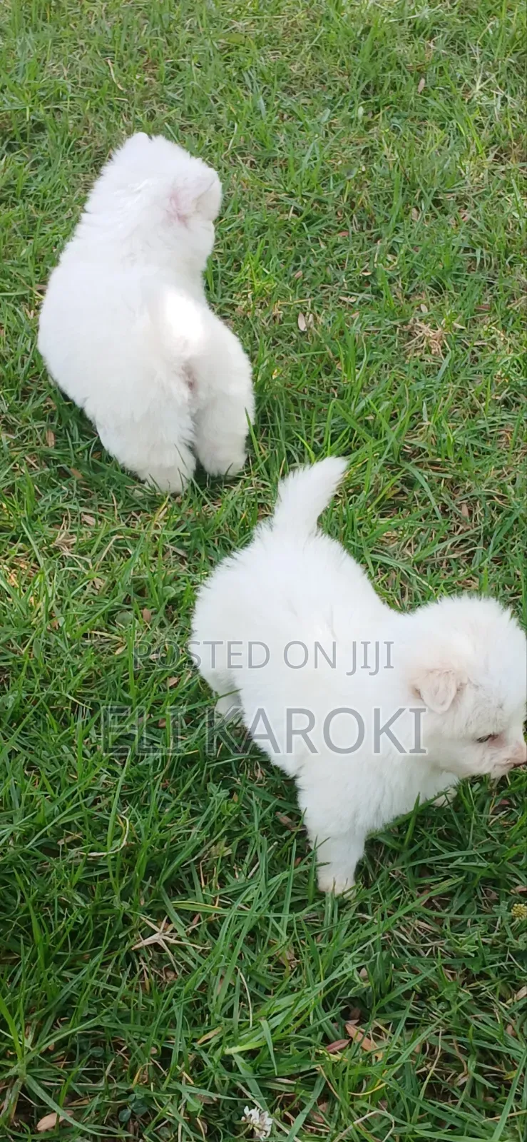 1-3 months Male Purebred Japanese Spitz