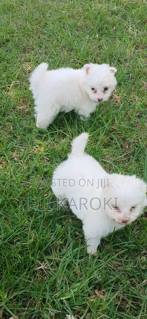 1-3 months Male Purebred Japanese Spitz