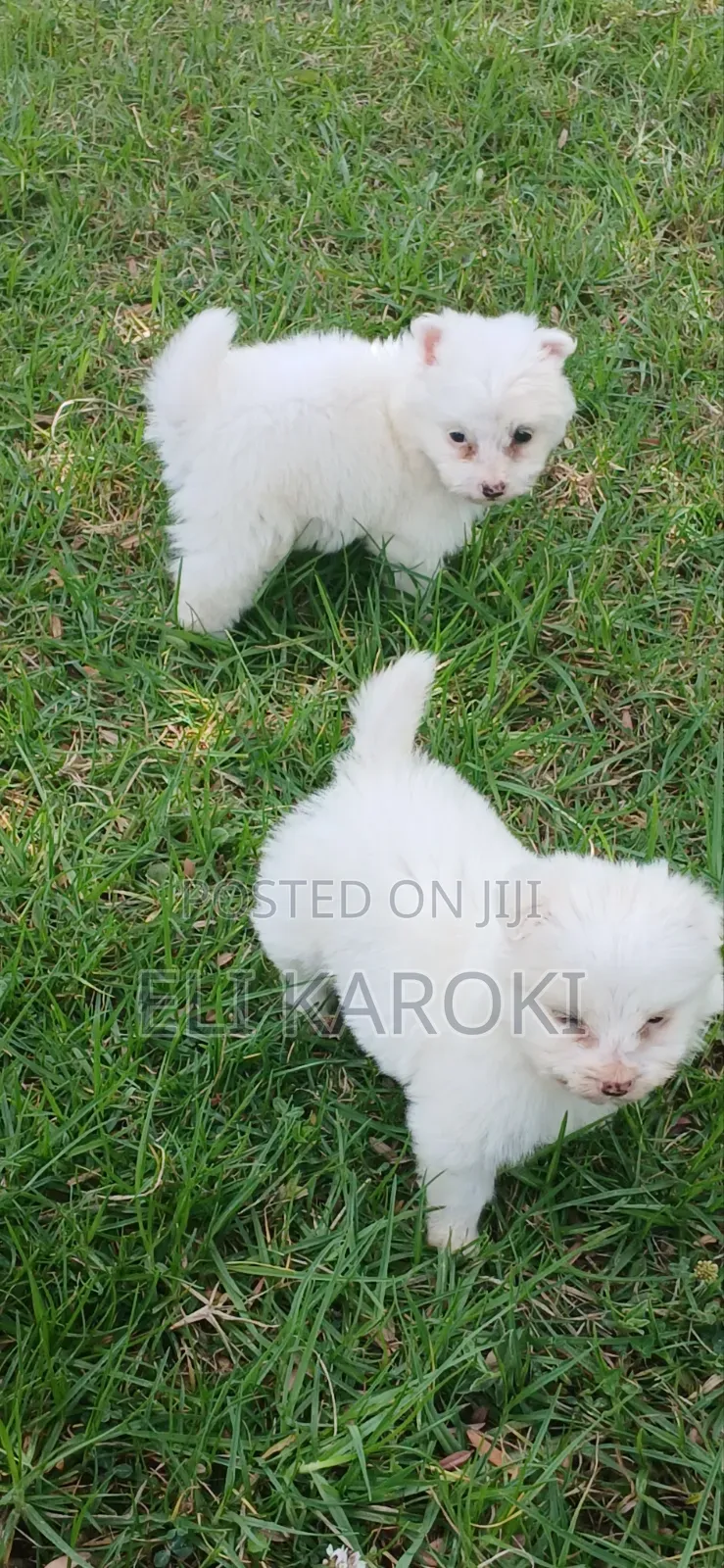 1-3 months Male Purebred Japanese Spitz