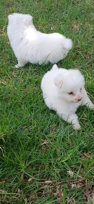 1-3 months Male Purebred Japanese Spitz