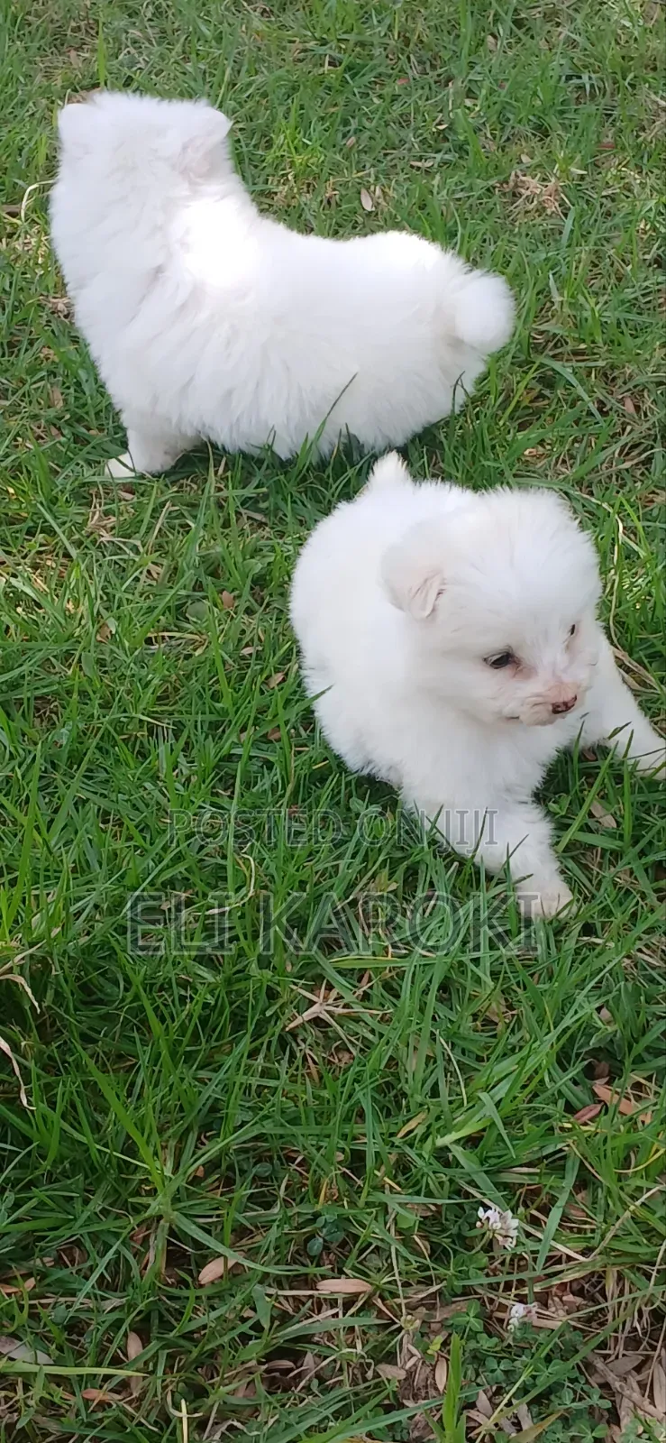 1-3 months Male Purebred Japanese Spitz