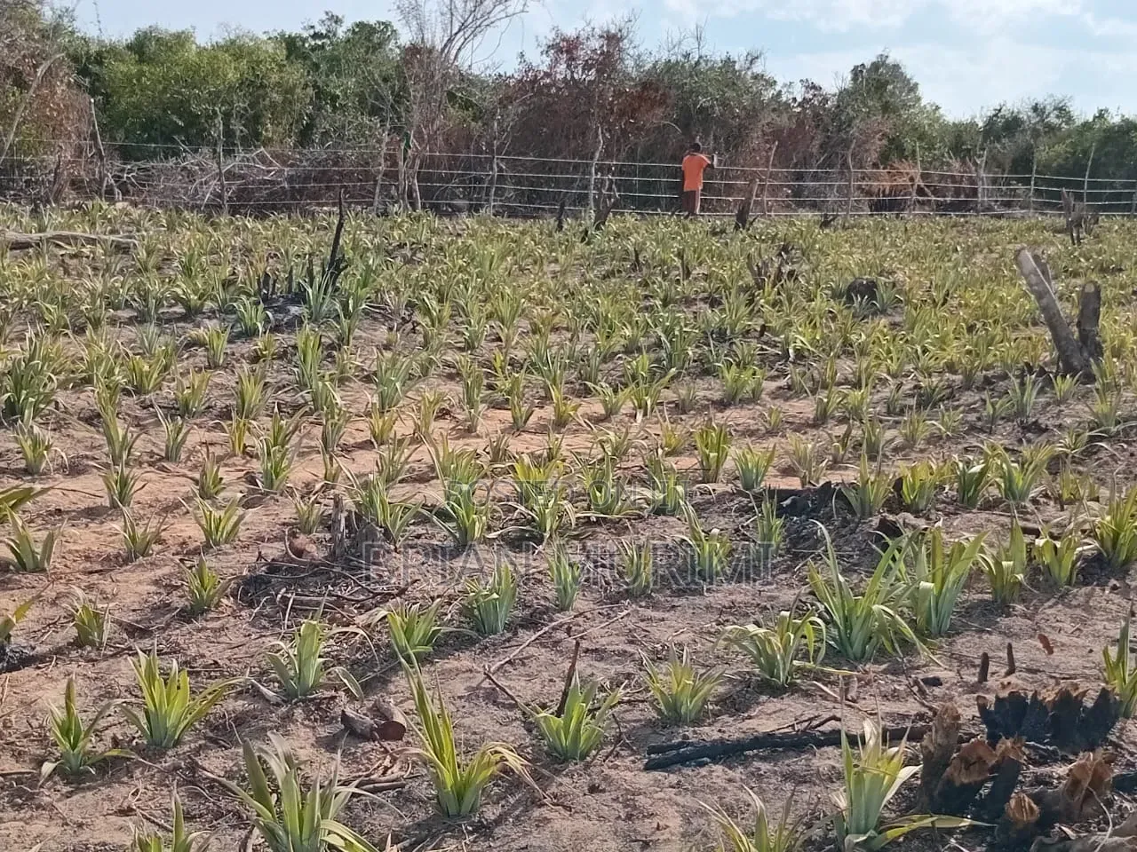 50 Acres Land on Sale