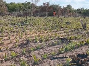 50 Acres Land on Sale