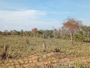 50 Acres Land on Sale
