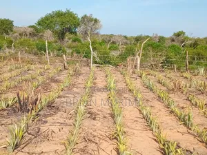 30 Acres Land on Sale