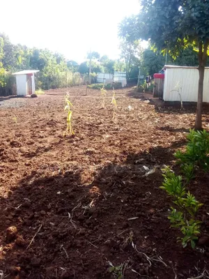 Plots in Gikambura