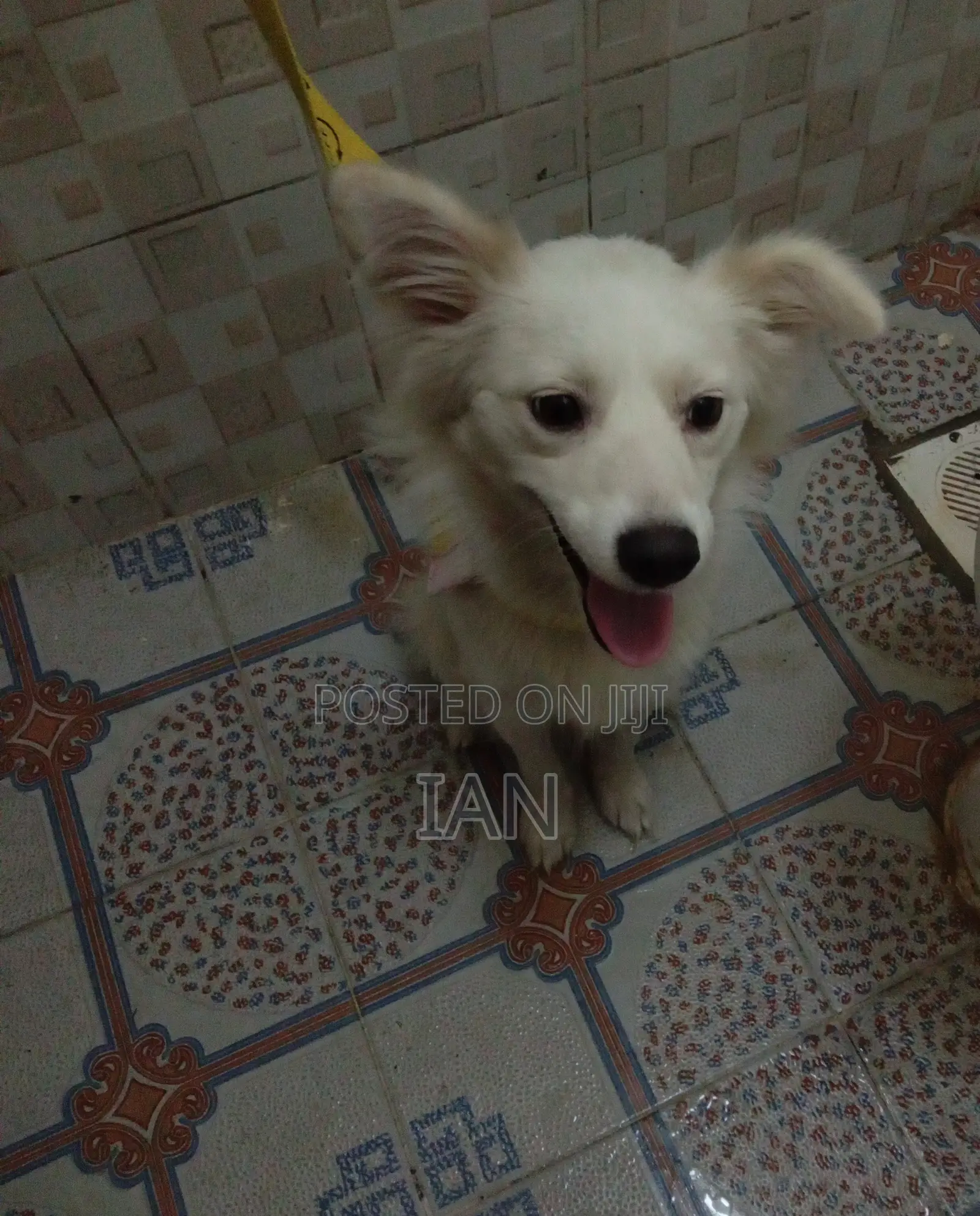 1+ year Female Purebred Japanese Spitz
