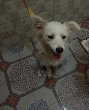 1+ year Female Purebred Japanese Spitz