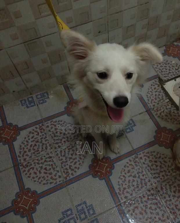 1+ year Female Purebred Japanese Spitz