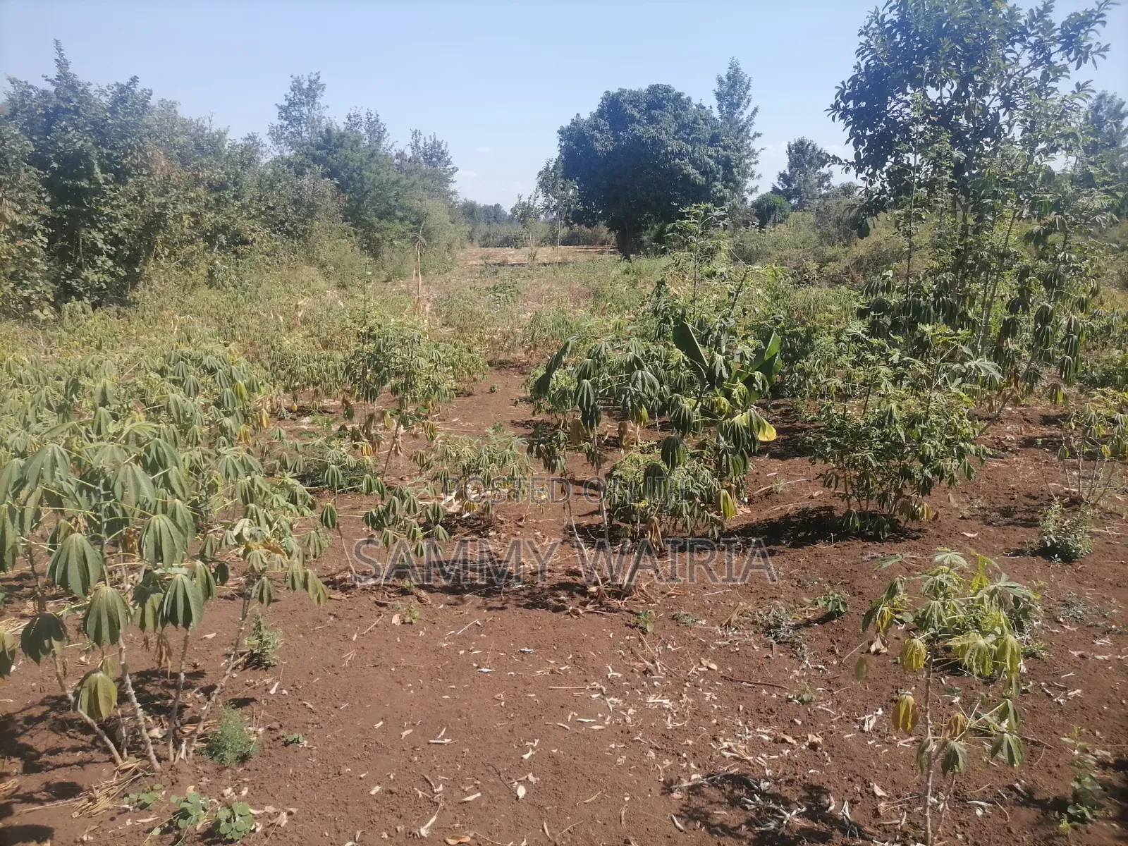 Land for Sale