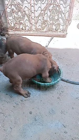 1-3 months Female Purebred Boerboel