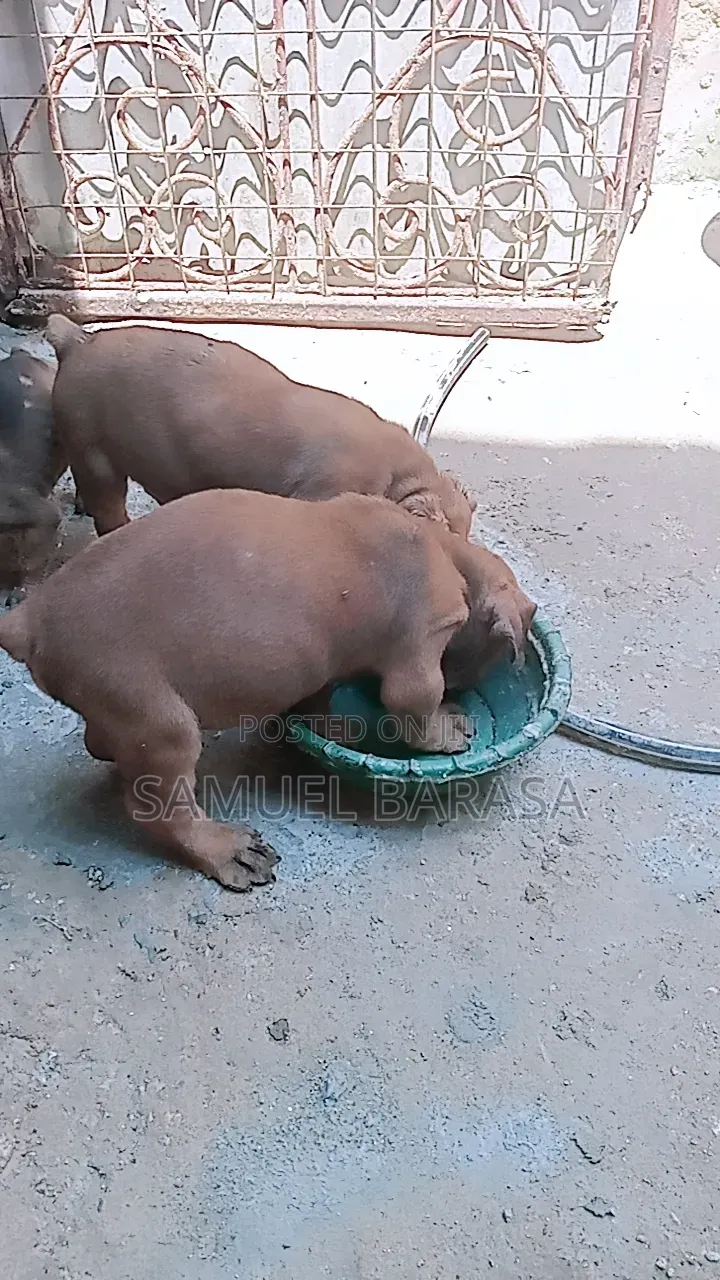 1-3 months Female Purebred Boerboel