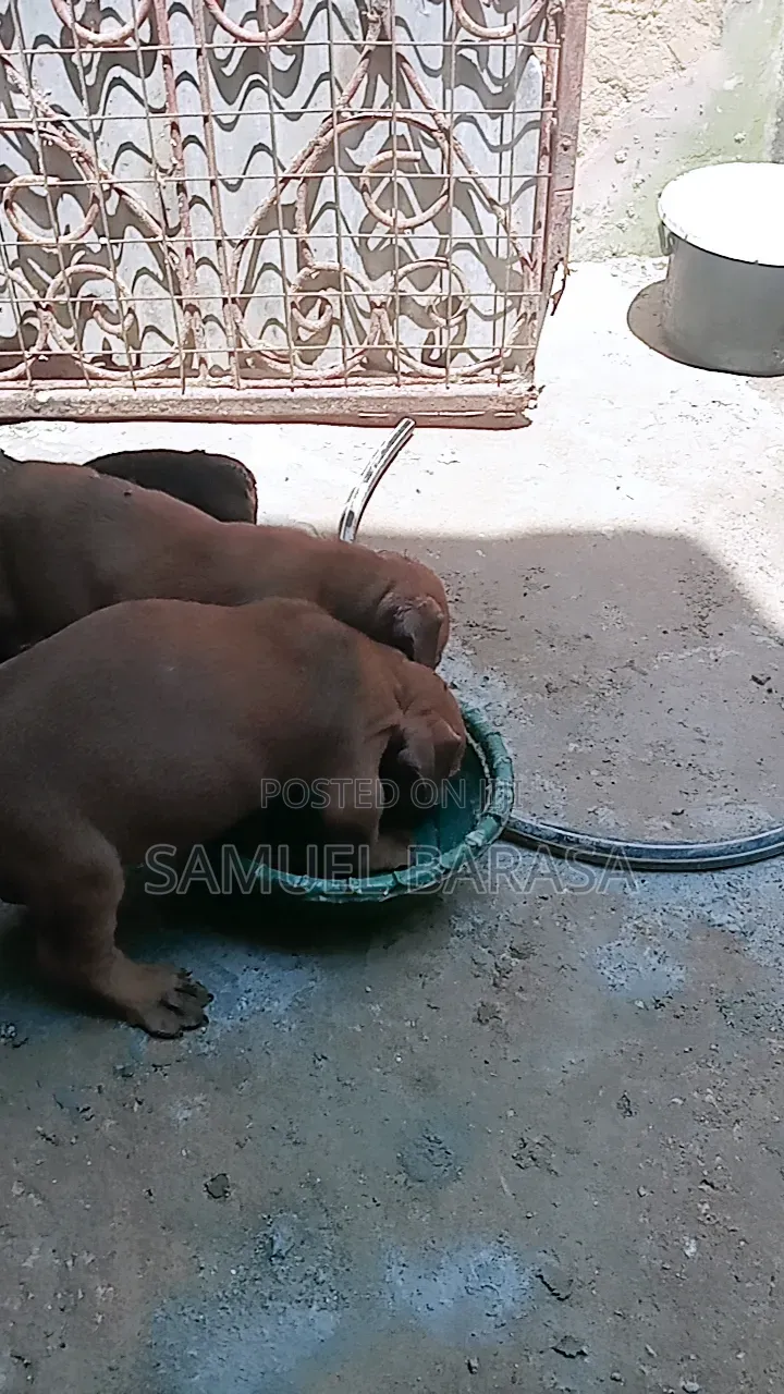 1-3 months Female Purebred Boerboel