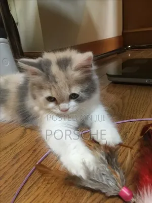1-3 months Female Purebred British Shorthair