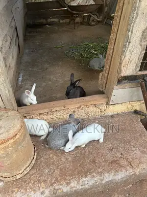 Rabbits for Sale