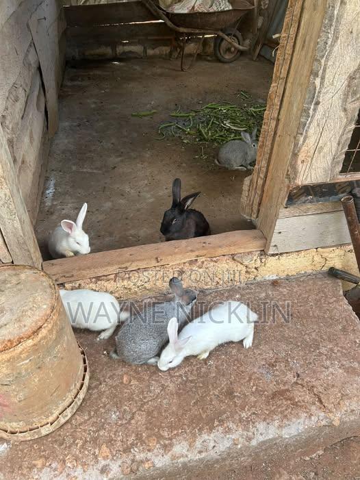 Rabbits for Sale