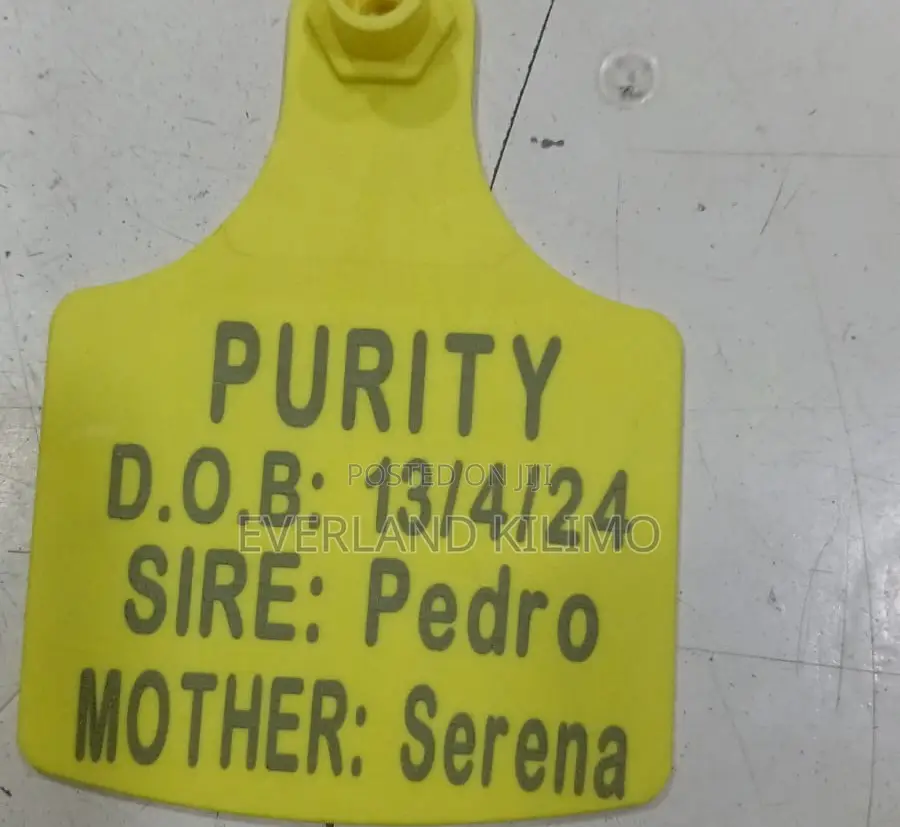 Identification Medium Cattle Ear Tag - Customized