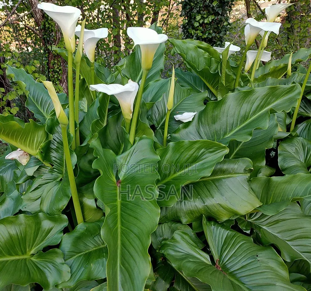 Canalily Plant Flowers