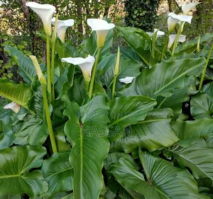 Canalily Plant Flowers