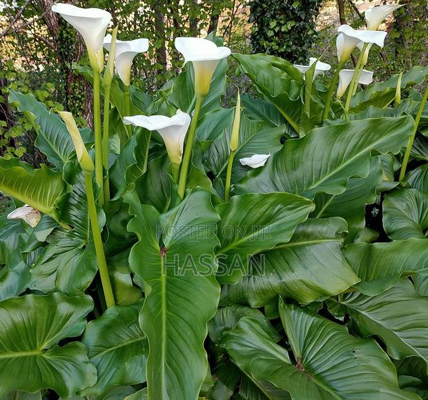 Canalily Plant Flowers