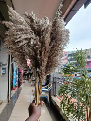 Dried Wild Mini Reed Pampas