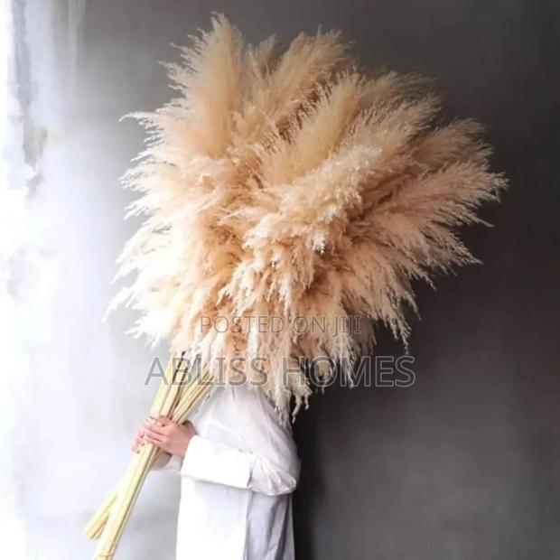 Big Pampas Grass - main view