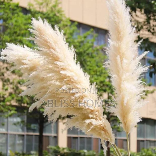 Big Pampas Grass - thumbnail 2